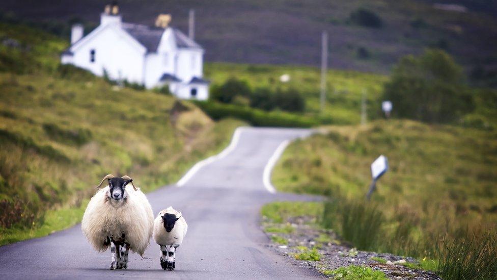 Sheep on Scottish rural road