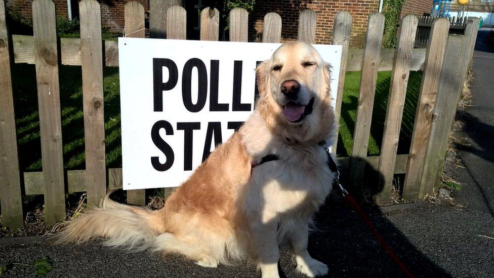 Dog at polling station