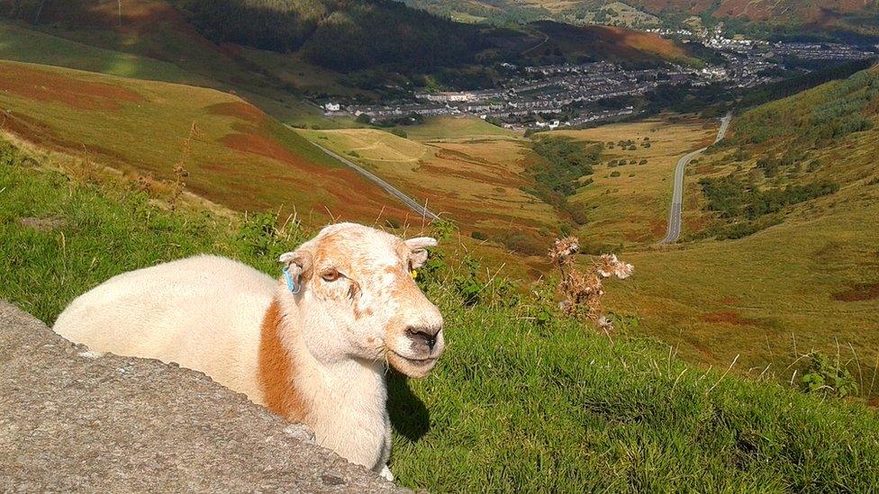 A sheep at the top of the Bwlch mountain, taken by Jelena Griffiths