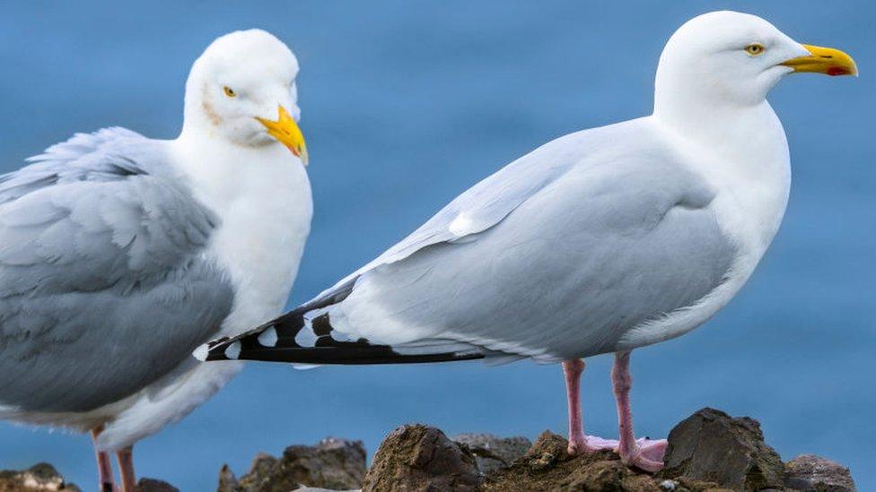 Two European herring gulls