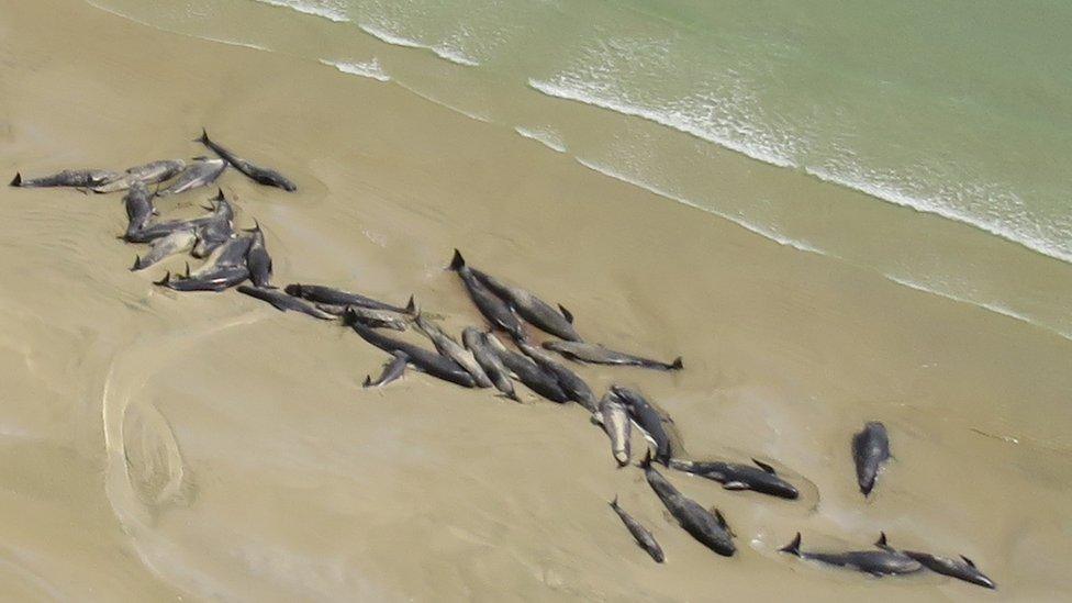 Stranded whales on a beach