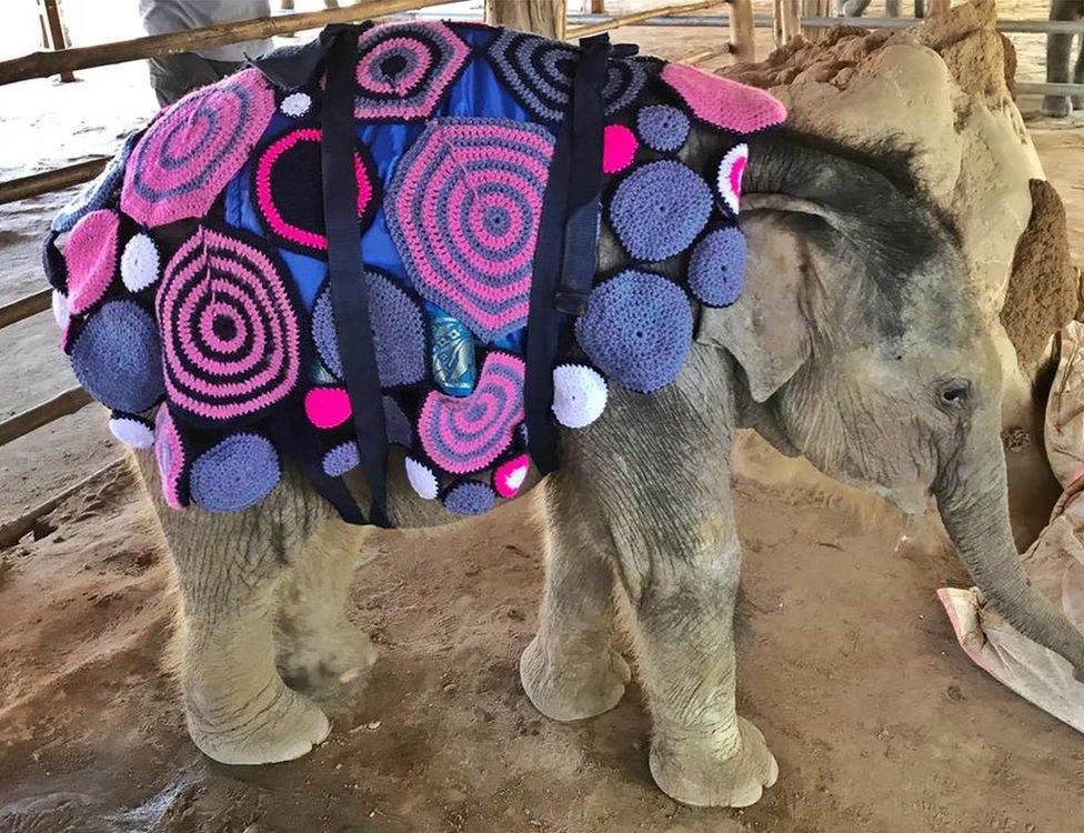 Baby elephant in woolly jumper