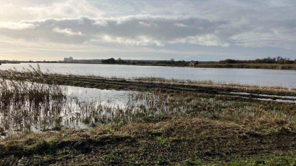 Minsmere reserve in Suffolk