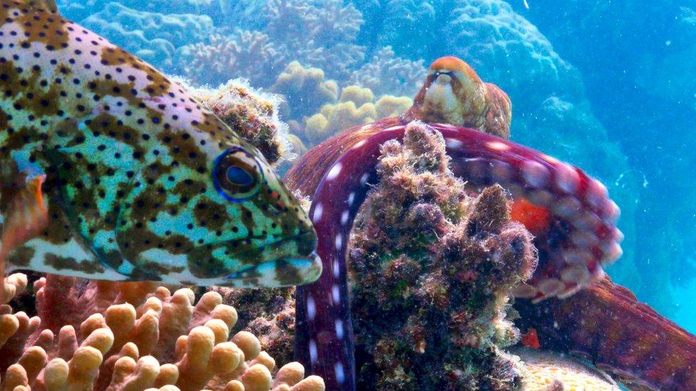 Grouper fish and reef octopus