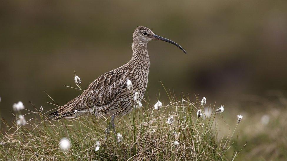 Curlew