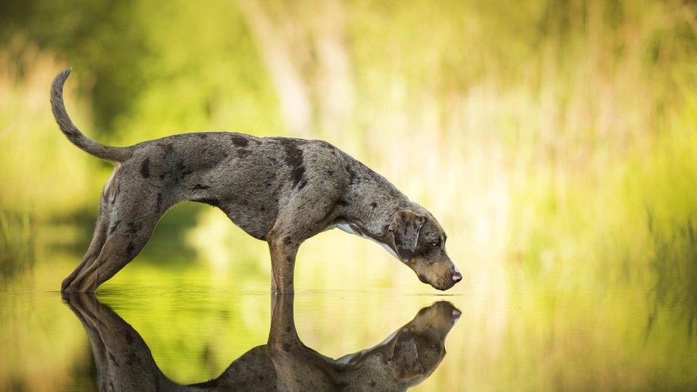 dog and mirror image