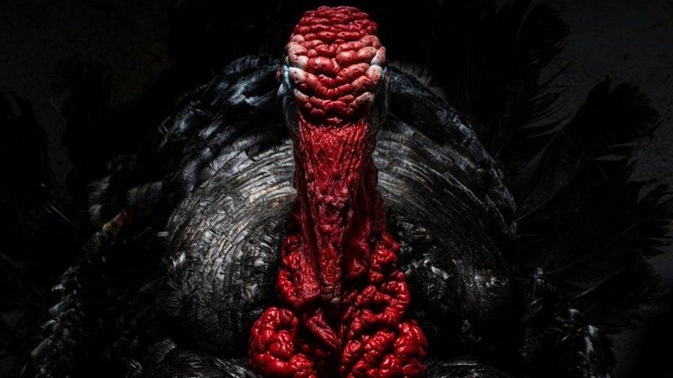 Close-up of a turkey