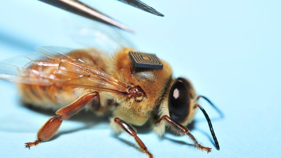 A bee with a micro sensor glued to its back