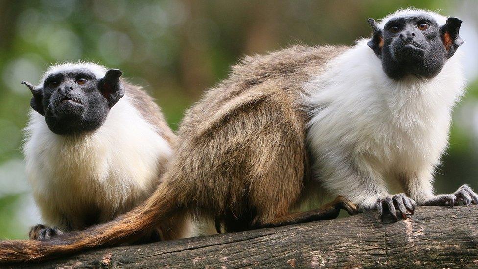 pied tamarin