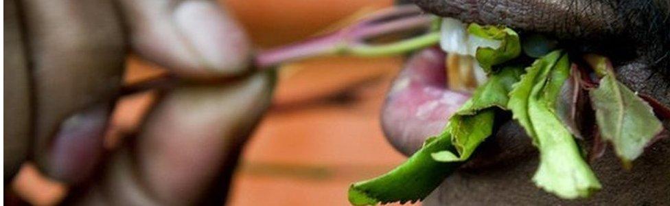 A man chewing khat leaves