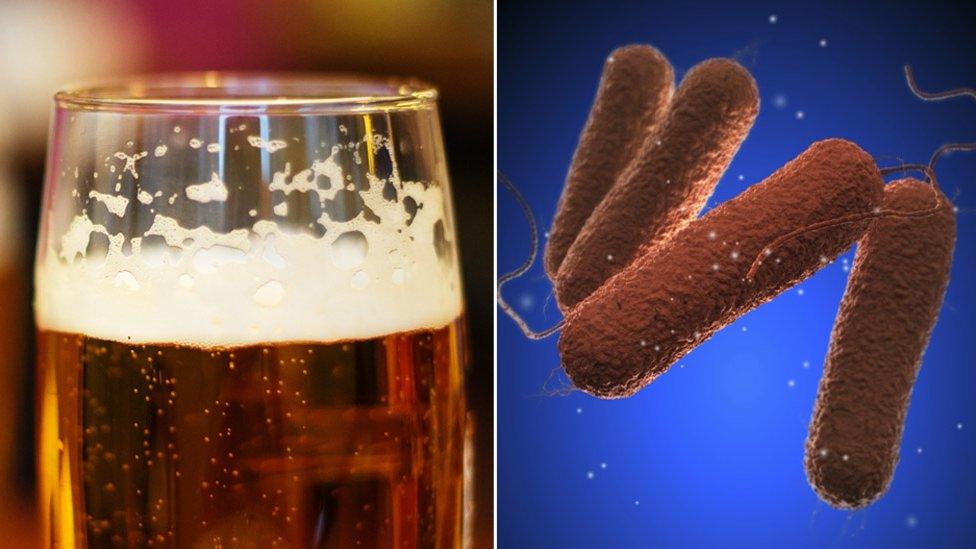 A pint of beer and salmonella cells