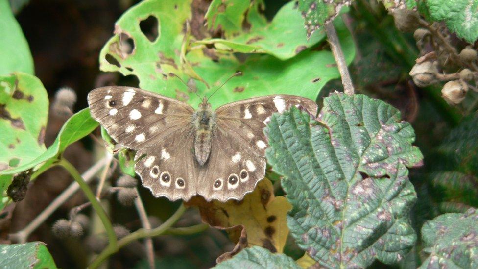 Speckled wood butterfly