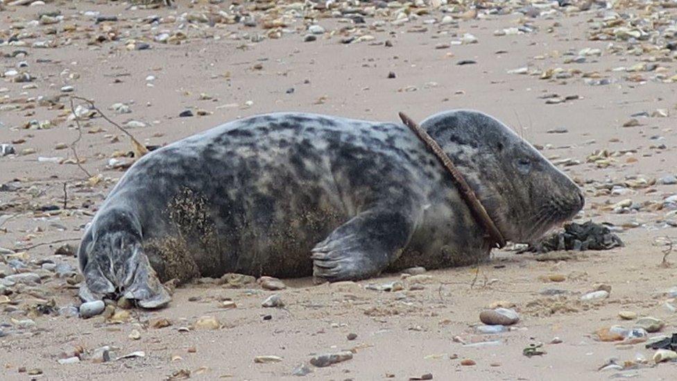 Injured seal on beach