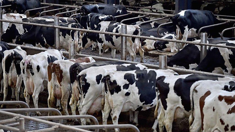 Cows being milked at farm in Scotland