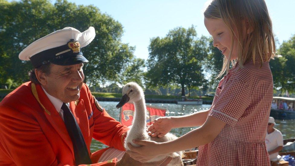 Swan Marker David Barber shows Neave a young swan called a cygnet during the annual Swan Upping on the River Thames.