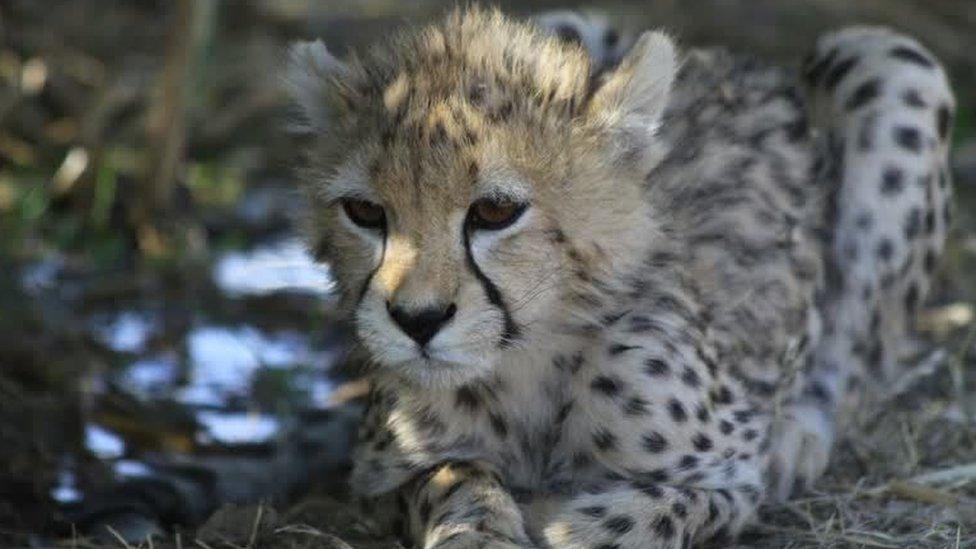 Pirouz the cheetah cub