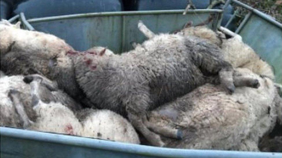 Dead sheep found after a sheep worrying attack in Utkinton