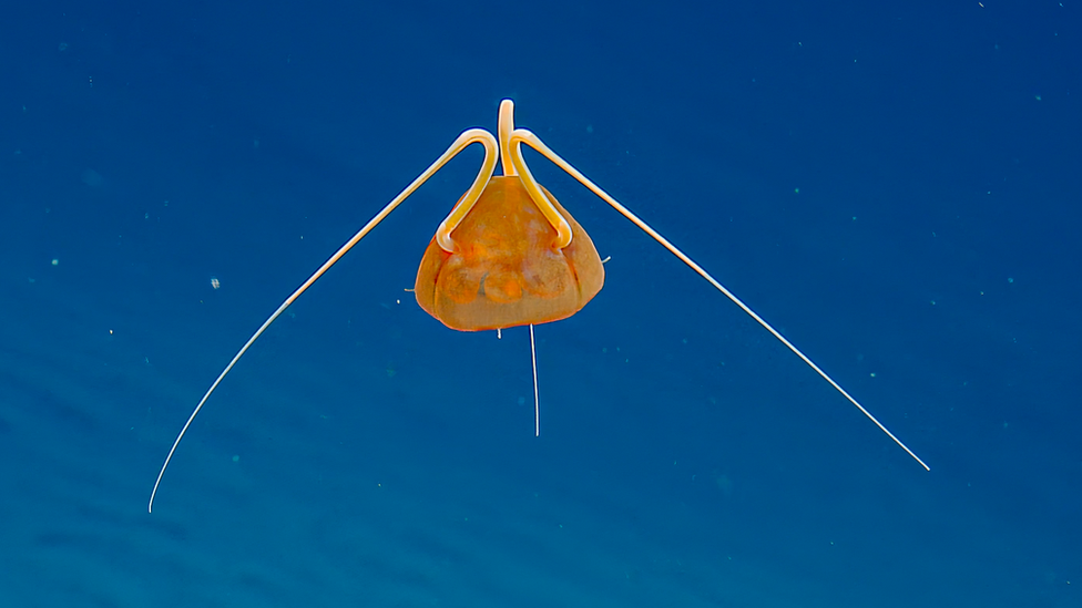 rare jellyfish in deep ocean