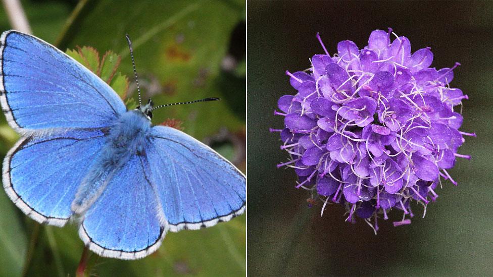 Adonis blue butterfly and devil's-bit scabious