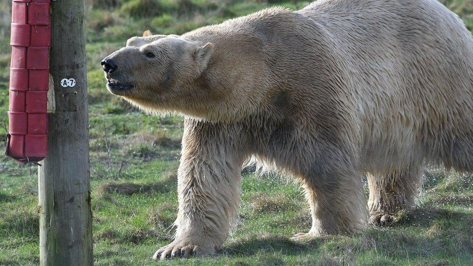 Rasputin the polar bear approaching a wooden pole