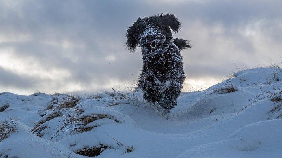 Buddy the dog in the Galloway Hills