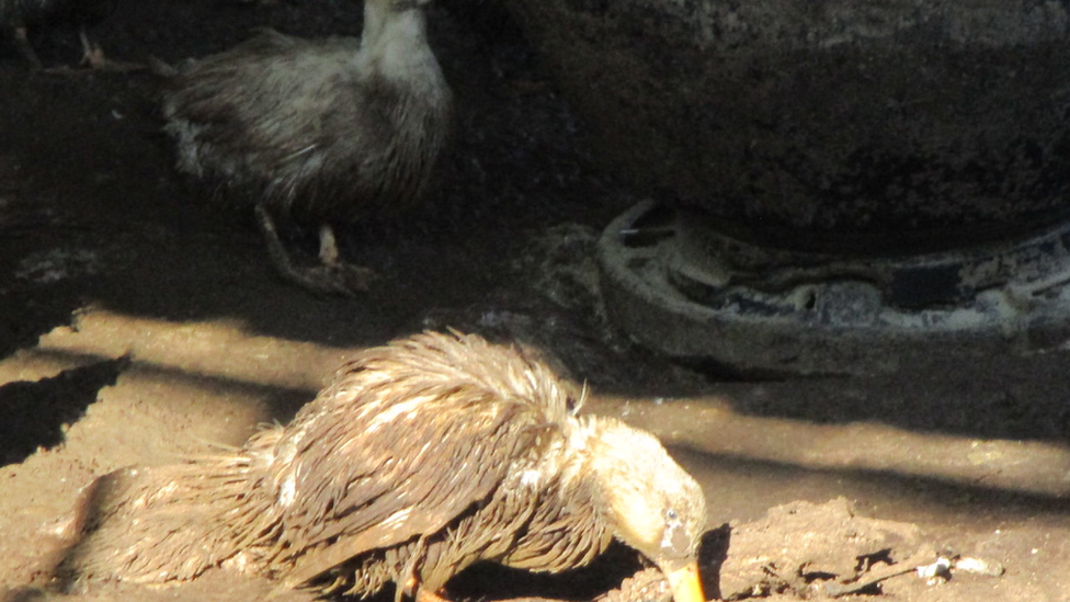 Ducks in muddy conditions at Anthony Curtis' farm in the Forest of Dean