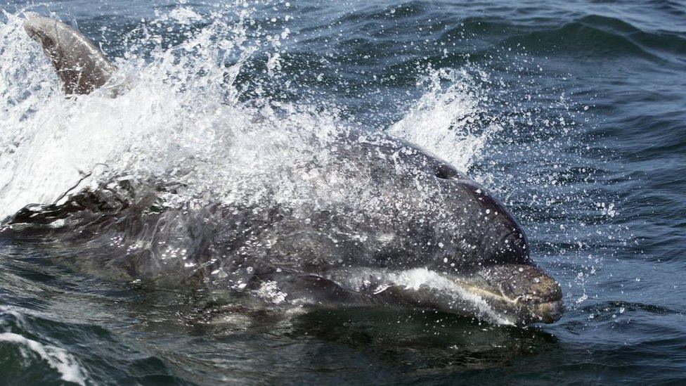 Bottlenose dolphin