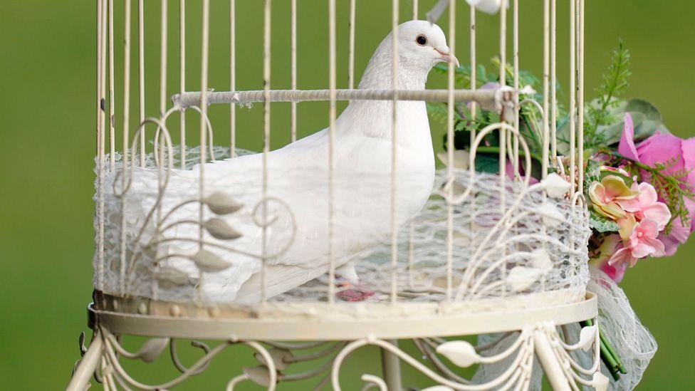 A single white dove in an ornate circular metal cage with a small bunch of pink flowers attached to one side