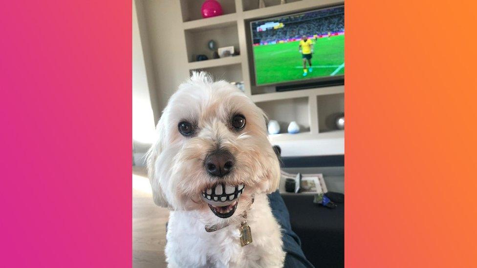 dog with fake teeth in