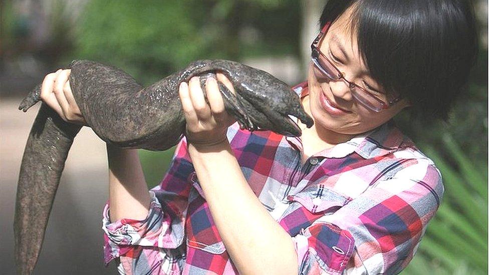 Giant salamander