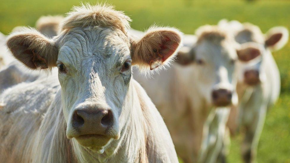 Cattle in Burgundy, France