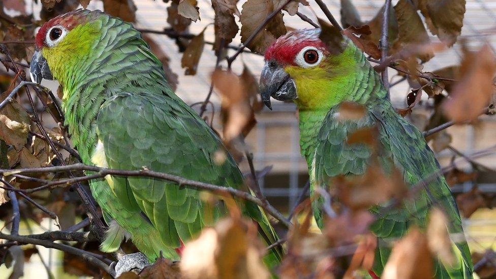 Lilacine Amazon parrots Lila and Chester