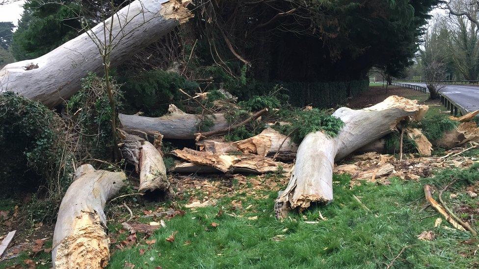 The tree involved in the fatal crash on the A308 in Egham