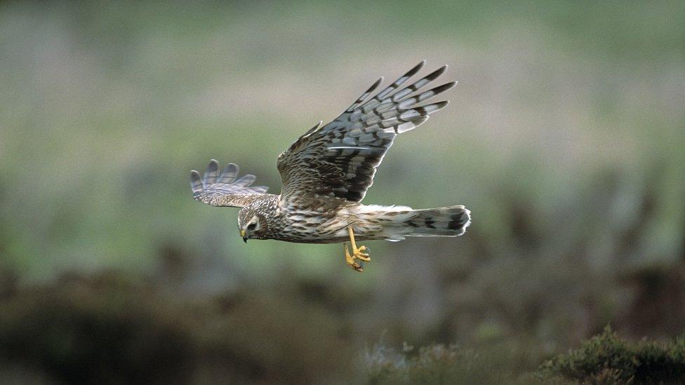 Hen harrier