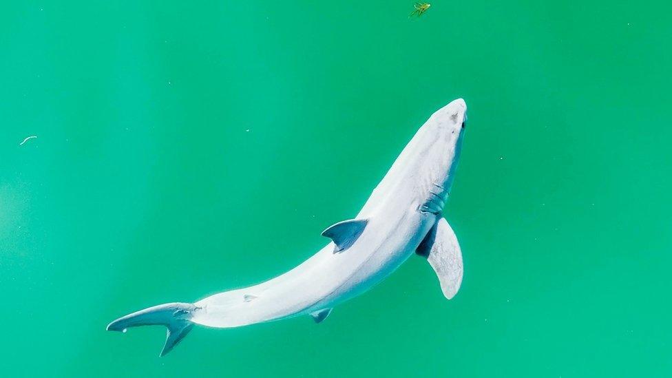 Birdseye view of a great white shark