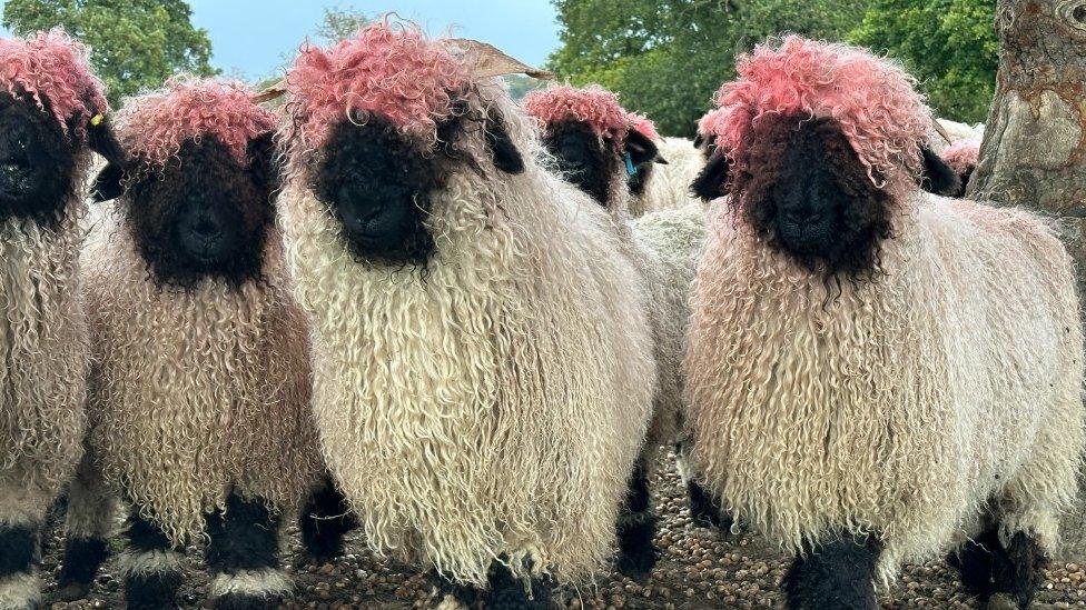 Fluffy sheep with pink wool on the top of their heads