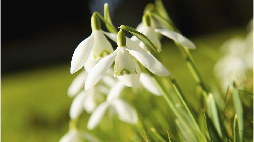 Snowdrop flowers