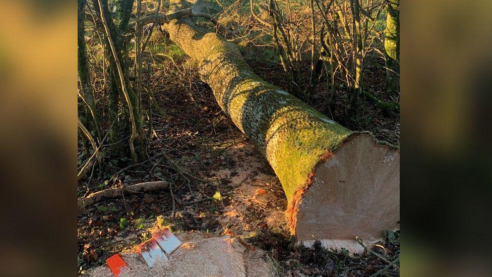 The exposed tree trunk of a tree, which lies on its side in a forest after having been felled.