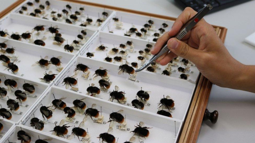 collection of drawers of bumblebees