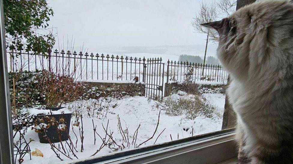 How to look after your pets in cold weather