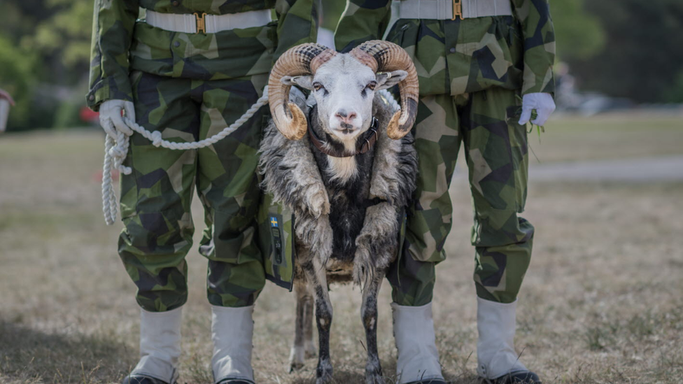 Harald V, mascot of Sweden's Gotland Regiment