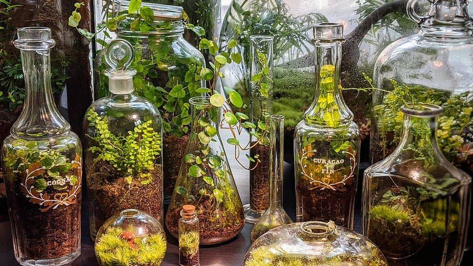 Plants in different sized glass containers