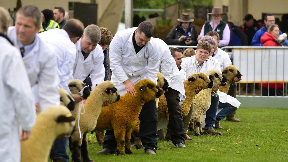 Sheep and their handlers lined up at the Balmoral Show