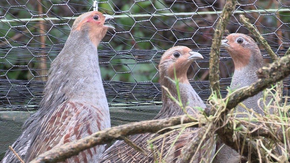 The main threats are predators like fox and pine marten, the weather and the grey partridge's own tendency not to back down from a fight