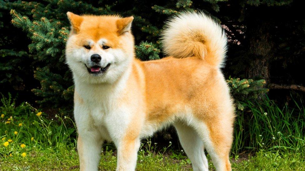 Japanese Akita