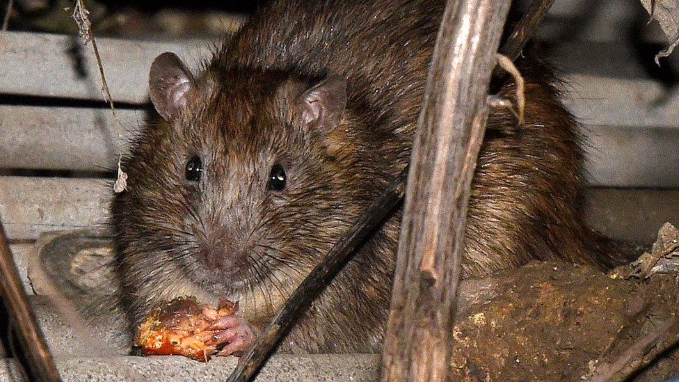 Stock photo of a rat