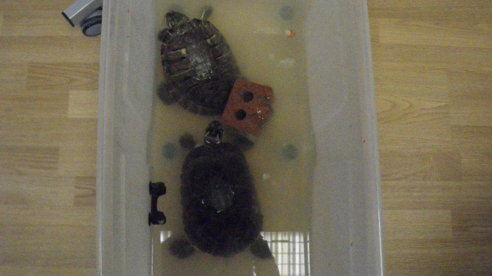 The RSPCA rescued two terrapins which were not being cared for properly