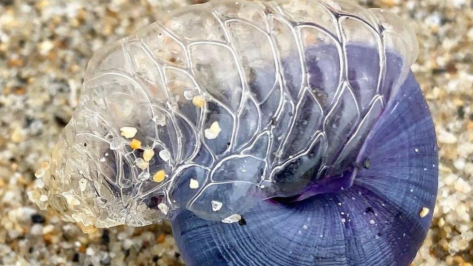 Violet sea snail with 'bubble raft'