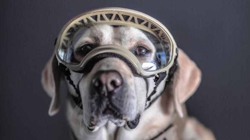 Frida, a Mexican Navy rescue dog, photographed by Santiago Arau