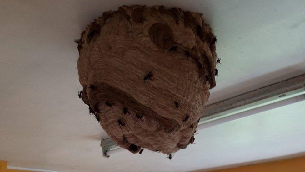 Asian hornet's nest